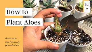 How to Plant Aloes  The Plant Prince Ph [upl. by Aztin]