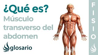 Músculo TRANSVERSO DEL ABDOMEN  Qué es ejercicios función origen e inserción [upl. by Hephzipah]