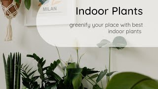 🌿Greenify your place🪴 indoorplantsbestplantsrepottingairpurifierhomedecorweekend [upl. by Ytsanyd633]