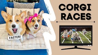 Talking Dogs REACT to Corgi Races shorts [upl. by Khanna]