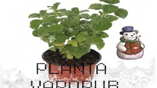 PLANTA DE VAPORUB 1 [upl. by Connolly129]