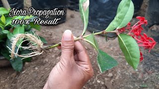 Easy Way to Propagate Ixora Plants From Cuttings by Water and Soil [upl. by Dachi]