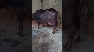 Murra buffalo for sale milking capacity 18 liter 2 nd lection mo9630692995 [upl. by Ikkiv]