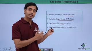 Class 11th  Cell Cycle – Interphase S  Cell Cycle and Cell Division  Tutorials Point [upl. by Publius457]