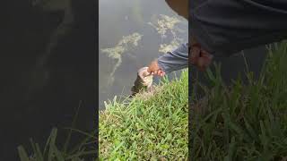 Largemouth Bass Fishing In Florida [upl. by Anauqaj418]