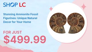 Ammonite Pair 910quot 16782ctw [upl. by Siravrat799]