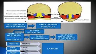 EMBRIOLOGÍA de cabeza y cuello [upl. by Wittenburg175]