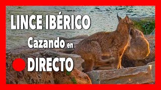 Lince ibérico CAZANDO en 🔴DIRECTO  Sierra de Andújar [upl. by Anaiek430]