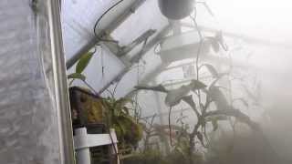 Hydrofogger and Plantfog misting my Highland Nepenthes Greenhousee [upl. by Ulphiah]