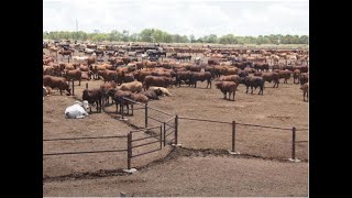 Managing Beef Cattle Feedlots [upl. by Swayne]