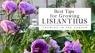 HOW to PLANT and GROW LISIANTHUS plus TIPS for growing lisianthus in HOT CLIMATES [upl. by Langelo]