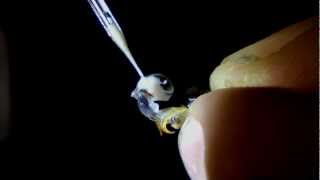 Instrumental Insemination of Honeybees  Extracting Semen [upl. by Leesen681]