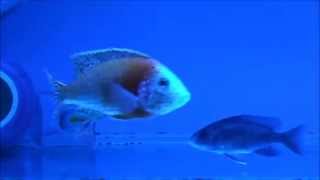 Mating Dance of the Cichlid [upl. by Manon47]