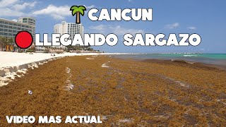 CANCUN🌊 AL MOMENTO🔴MAS SARGAZO QUE NUNCA🌴ULTIMA HORA 7 JUNIO 2023 [upl. by Riggins]