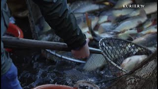 Waldviertler Tradition Abfischen der Teiche [upl. by Mcgray]