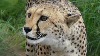 Cheetah says quotMeowquot [upl. by Ginny]