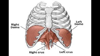 Two Minutes of Anatomy Diaphragm [upl. by Notlaw]