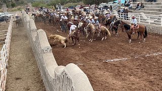 Rodeo en mimbres Valparaíso 22 diciembre [upl. by Zzahc]