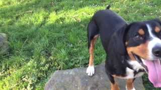 An Entlebucher Mountain Dogs Waggy Tails Alfies Blog [upl. by Nirual740]