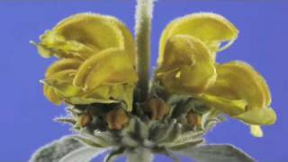 Phlomis fruticosa flower timelapse [upl. by Eet821]