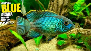 quotBlue Acara  A Stunning Showcase of Andinoacara Pulcherquot FISH4U [upl. by Dolli562]