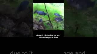 Devils Hole Pupfish animals fish shorts [upl. by Oderf242]