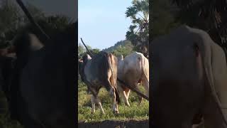 618k cow wow plow 4kvideo 4k किसान हल गाय [upl. by Enilamme229]