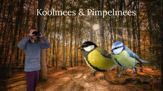 Vogel beginnerscursus 2  Koolmees amp pimpelmees [upl. by Basset]