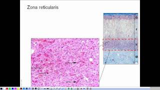 Morphology of the adrenal gland  presentation [upl. by Coulter]