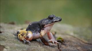 Ochsenfrosch Oberrhein  Lithobates catesbeianus [upl. by Borroff]