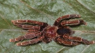 Avicularia – The “bird eating” tarantulas [upl. by Alig]