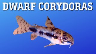 Corydoras Habrosus Care [upl. by Trebmal881]