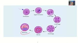 Formation of Blastocyst  Process of Blastogenesis [upl. by Campball]