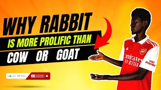 Why rabbits are more prolific than cow or goat rabbitfarming wodemaya educationalvideo WODEMAYA [upl. by Nibas]