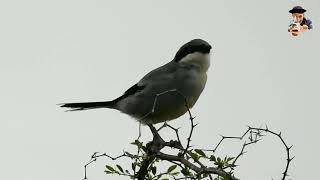 صوت الصرد الرماديPiegrièche grise بوراس الجزائر algerie wildlife wildlifephotography [upl. by Olympe]