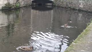 VID 20231223 CANARDS SUR L ITON [upl. by Zobe]