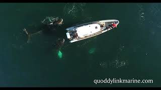 Quoddy Link Marine  An Experience Like No Other [upl. by Boudreaux]