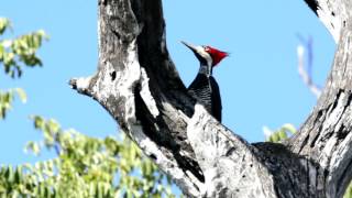 Picapaudetopetevermelho Campephilus melanoleucos [upl. by Nairrod]