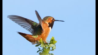 Birding Guajome Regional Park Oceanside CA [upl. by Beshore]