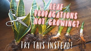 Snake Plant Propagation  This Method works BETTER and FASTER than Leaf Cuttings [upl. by Anaujat]