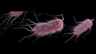 Escherichia coli Infección urinaria [upl. by Kcod]