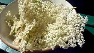 How to Make Elderflower Vodka Liqueur and Elderflower Champagne Benefits of Elderflower [upl. by Cahilly]