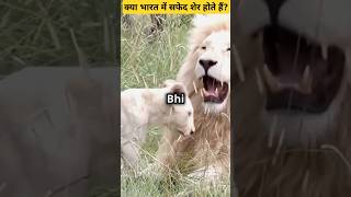 क्या भारत में सफेद शेर होते हैं istock trending facts letsfact education lion viralvideo [upl. by Nazler829]