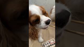 Cavalier King Charles spaniels are spoiled rotten with yummy food [upl. by Alyosha]