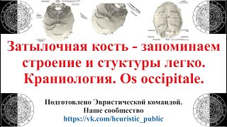 Затылочная кость — запоминаем легко строение и стуктуры Краниология Os occipitale [upl. by Eirrak59]