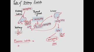 Thyroid Hormone [upl. by Taima]