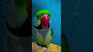 Gopi hare Krishna mahamantra ka jaap kar rhi hai 🥰cute talkingparrot youtubeshorts viralvideo [upl. by Marl]