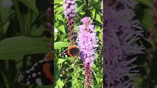 Butterflies on my liatris 🦋I feel good feeding them 🥰 [upl. by Yerocal121]