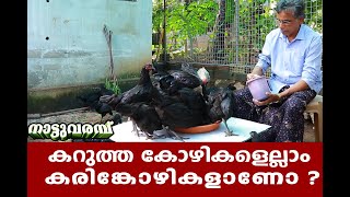 KARINKOZHI FARMING AND TREATMENT  കരിങ്കോഴികളും നാട്ടു ചികിത്സയും  NATTUVARAMBU [upl. by Airamanna]