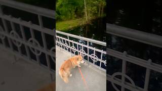 My Corgi Crossing a Bridge to Unknown Location 🦊🌁🦋🦄🤩🌳🌲🌾🥰 [upl. by Leone787]